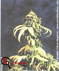 Grow_Organic_02