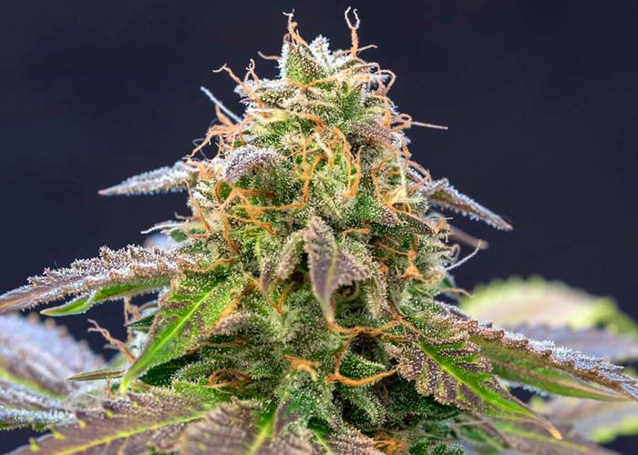 Violator Kush