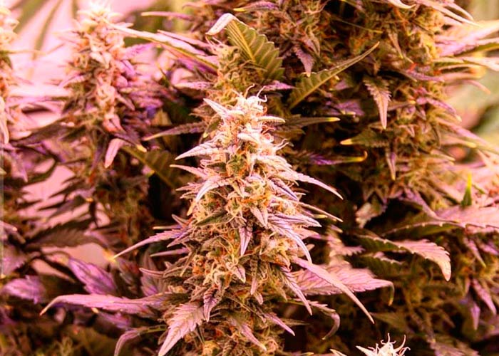 Bruce Banner #3