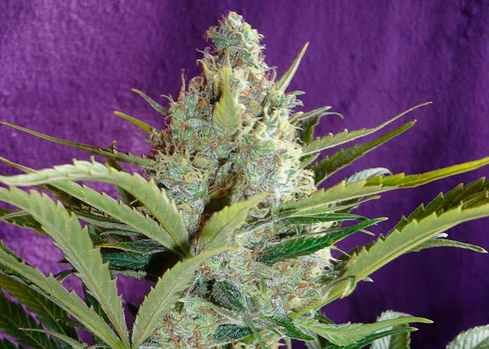 Cali Gold