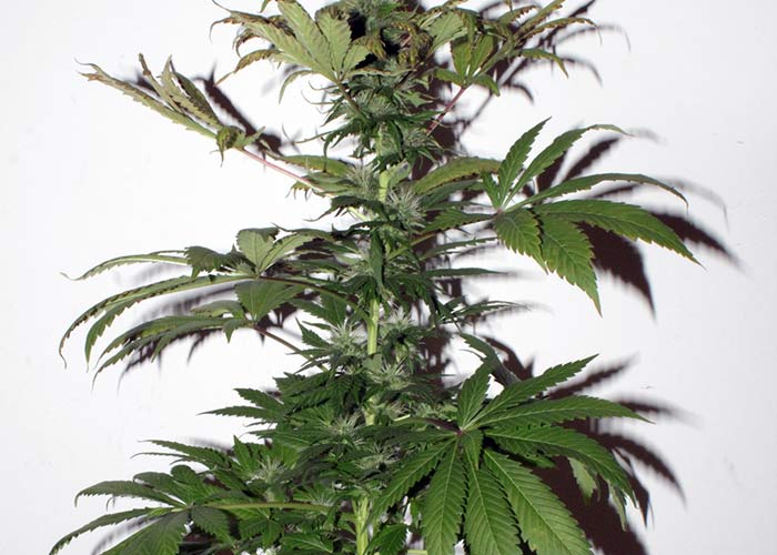 Flowerbomb Kush