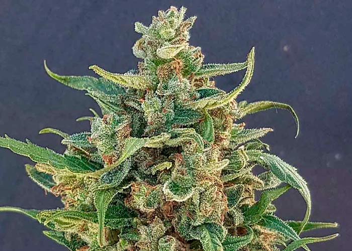 Auto Pyramid