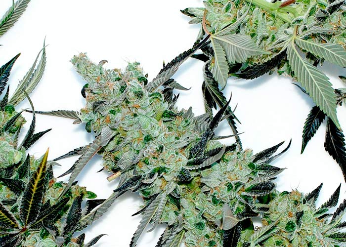 Dr. Grinspoon
