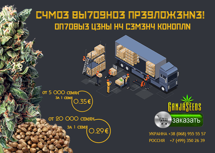 Семена конопли GanjaSeeds оптом – от 0,29 евро за 1 семя